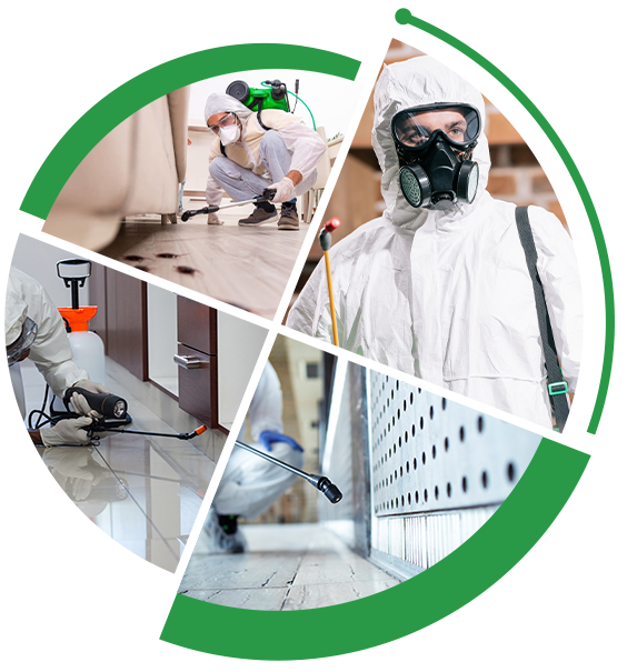 Best Pest Control Solutions