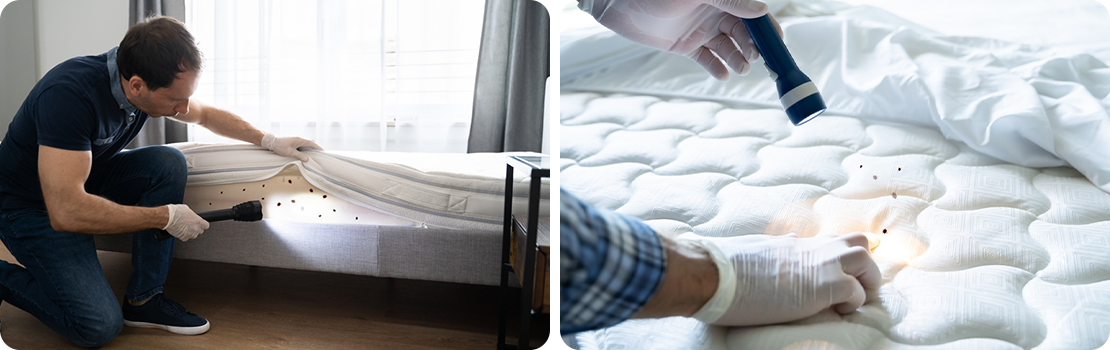 Bed Bugs Removal in Dresher, PA