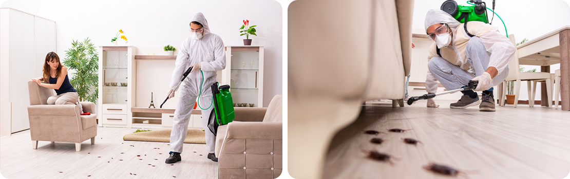 Pest Control Services